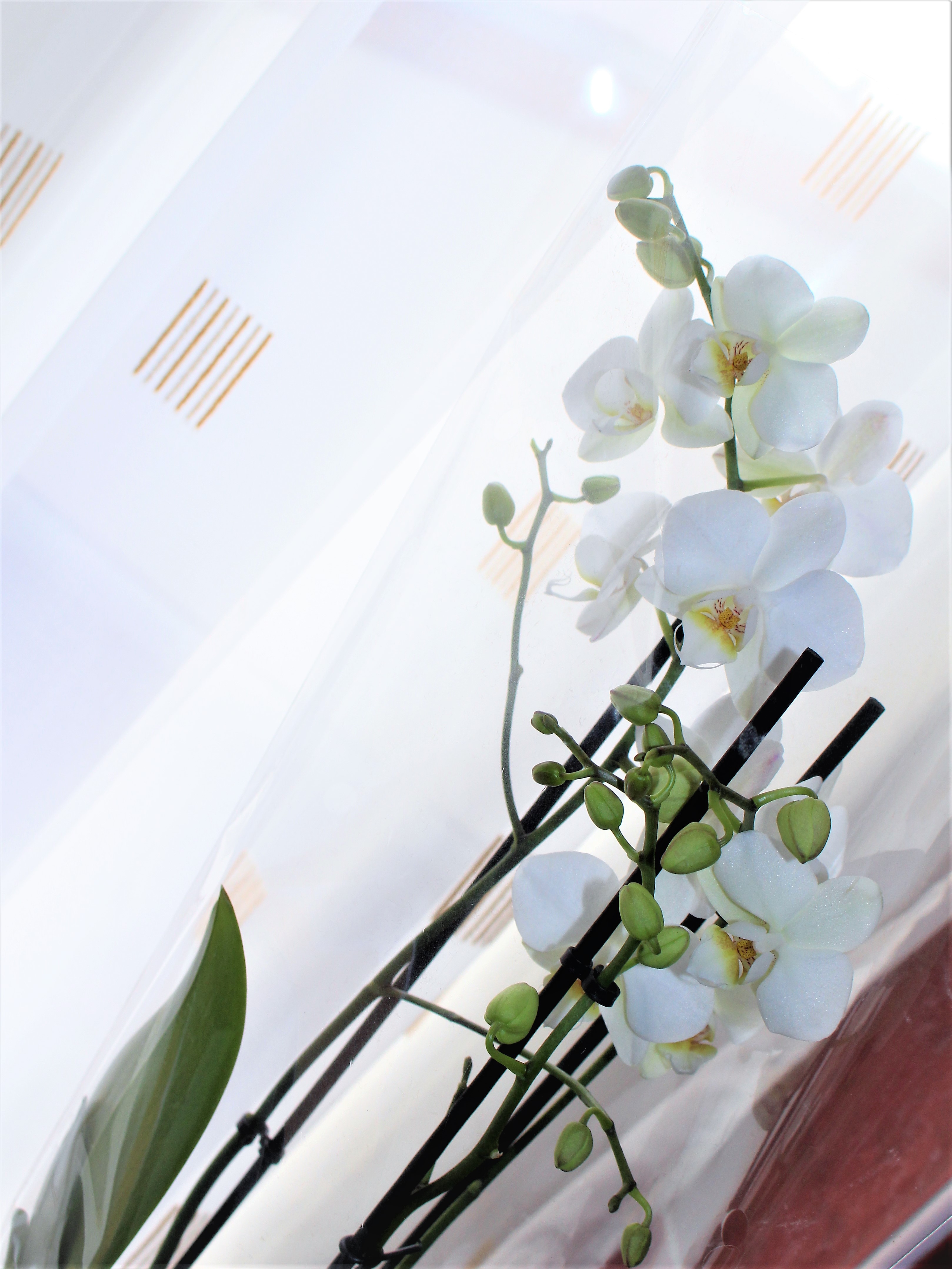 orchidée - stylish atelier